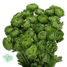 RANUNCULUS GREEN