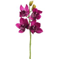 CYMBIDIUM ORCHID SPRAY 19" BOYSNBRY