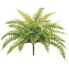 BOSTON FERN BUSH X30 23"
