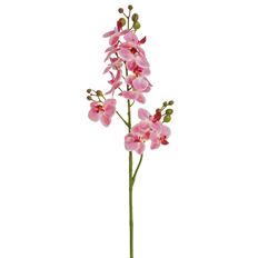 PHALAENOPSIS  MINI SPRAY 27.5" PK