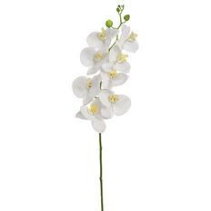 PHALAENOPSIS SPRAY 41" WHITE