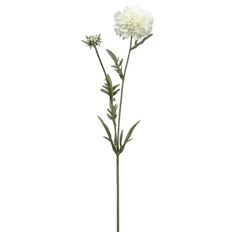 SCABIOSA SPRAY 28" CREAM