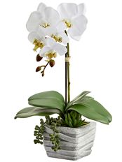 PHALAENEOPSIS/SUCCULENT 16" WHT