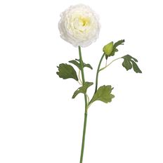 RANUNCULUS SPRAY 19" CREAM