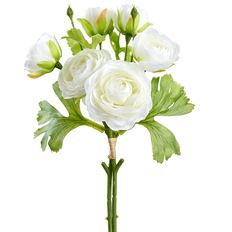 RANUNCULUS BUNDLE X 12  13" CREAM