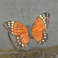 BUTTERFLY 4" W/CLIP ORANGE 12/PK