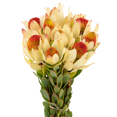 LEUCADENDRON
