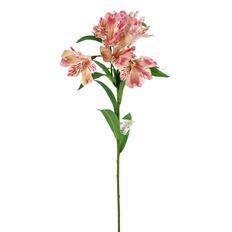 ALSTROEMERIA SPRAY 32" CORAL