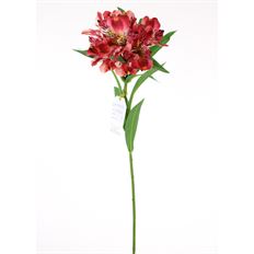 ALSTROEMERIA SPRAY 32" RED