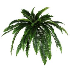 BOSTON FERN UV 16X46" GREEN