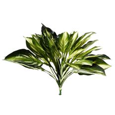 HOSTA BUSH 27" TT GREEN