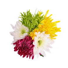 SPIDER & CREMON MARKET BUNCH