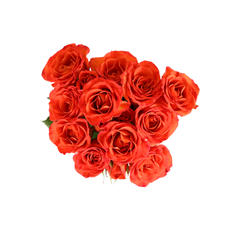 SPRAY ROSE MARKET BUNCH