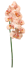 PHALENOPSIS ORCHID SPRAY 40" PEACH