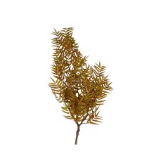 EMERALD FERN BUSH X 5 31" APRICOT