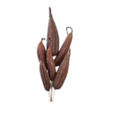 JINGA POD 16" CHOCOLATE 6/PK