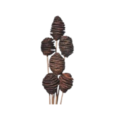 SPIRAL CONE STEM NATURAL 6/PK