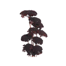 YARROW 22" CHOCOLATE 10/PK