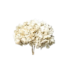 HYDRANGEA HEAD 6" IVORY 1-3/PK
