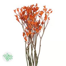 KANGAROO PAWS ORANGE
