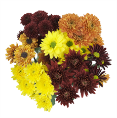 POM CDN SEASONAL (WINTER)