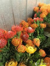 15-STEM PINCUSHION PROTEA