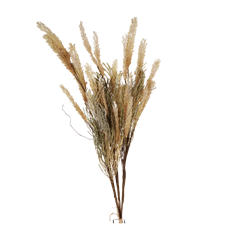 RATTAIL GRASS BUNDLE X3 38" CREAM