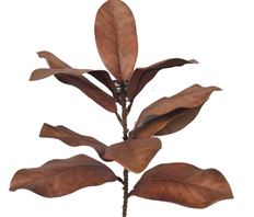 MAGNOLIA SPRAY 23" AUTUMN