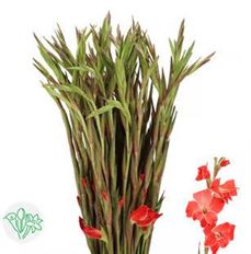 GLADIOLA MINI 10 ST BUNCH