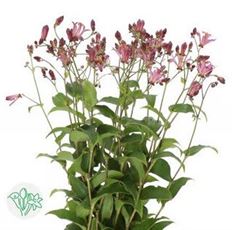 TRICYRTIS