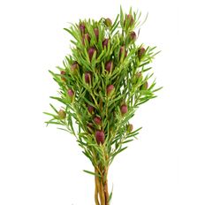 LEUCADENDRON RED TAG