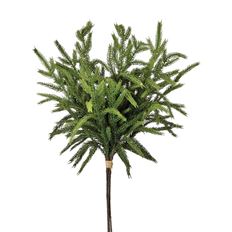 NORFOLK PINE BUNDLE 17" x 4