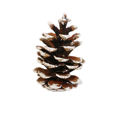 PINECONE AUSTRICA TIPPED 100/CS
