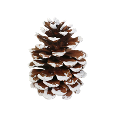 PINECONE PONDEROSA TIPPED 100/CS
