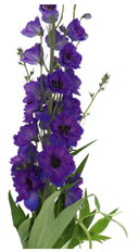 DELPHINIUM HYBRID PURPLE