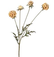 SCABIOSA SPRAY LATTE 23"