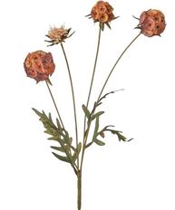 SCABIOSA SPRAY CINNAMON 23"