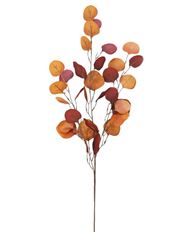 EUCALYPTUS 36" SILVER DOLLAR BU OR