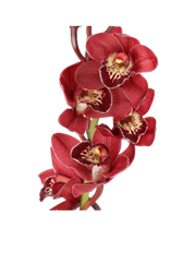 ORCHID CYMBIDIUM MINI BURGUNDY