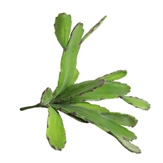 CACTUS GREEN 10&quot; EACH