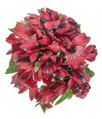 ALSTROEMERIA MARKET BUNCH