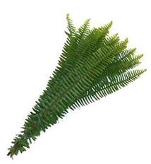 SWORD FERN