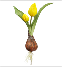 TULIP SPRAY W/ BULB 8" YELLOW