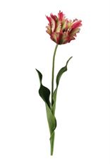 TULIP PARROT 23" RED/WHITE