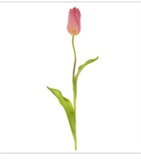 TULIP FRENCH 18.75" VIOLET