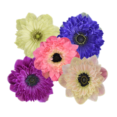 ANEMONES FULL STAR