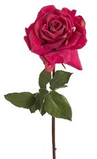 ROSE 20.5" DUCHESS OPEN DARK PINK