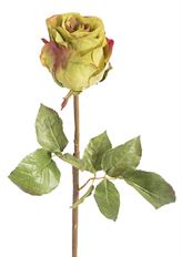 ROSE DUTCHESS BUD GREEN