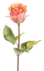 ROSE DUTCHESS BUD PEACH RED