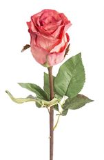 ROSE DUTCHESS BUD RED/WHITE 20.5"